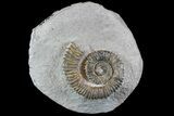 Fossil Ammonites (Aegocrioceras) on Rock - Germany #77950-4